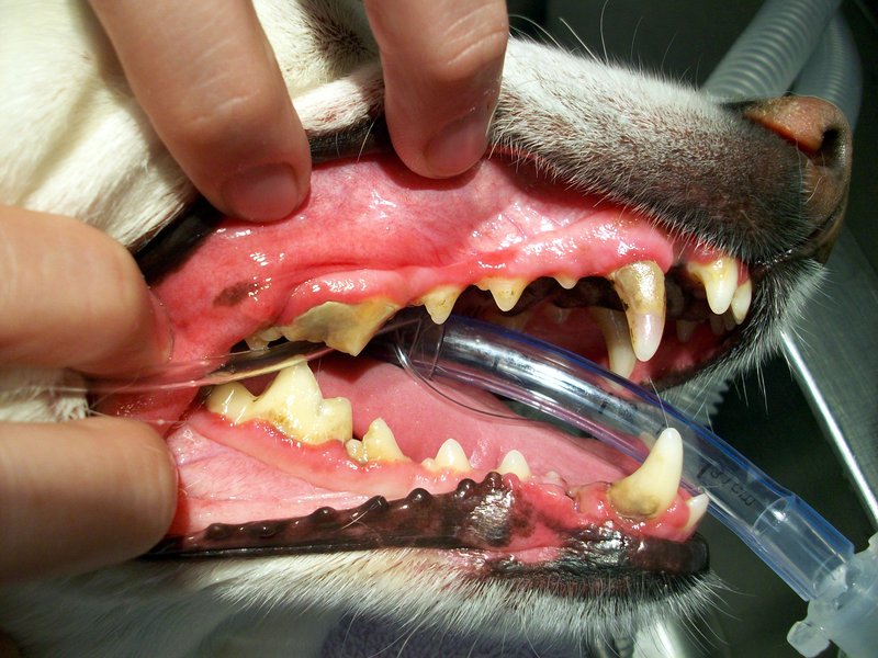 Dental