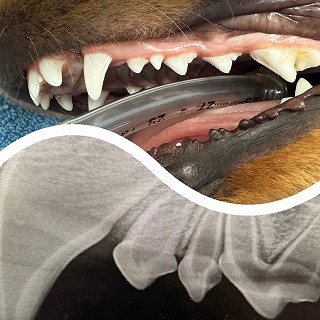Dental